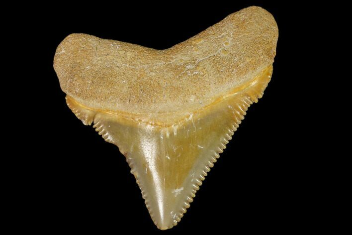 Serrated, Fossil Megalodon Tooth - Florida #110427